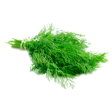 Baby Dill