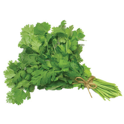 Fresh Cilantro