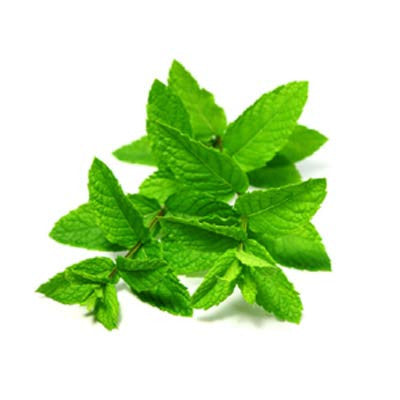 Fresh Mint