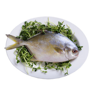 Golden Pompano 