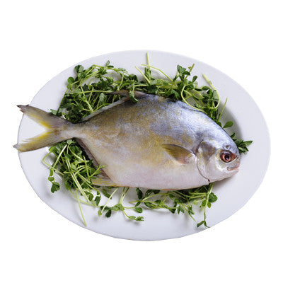 Golden Pompano 
